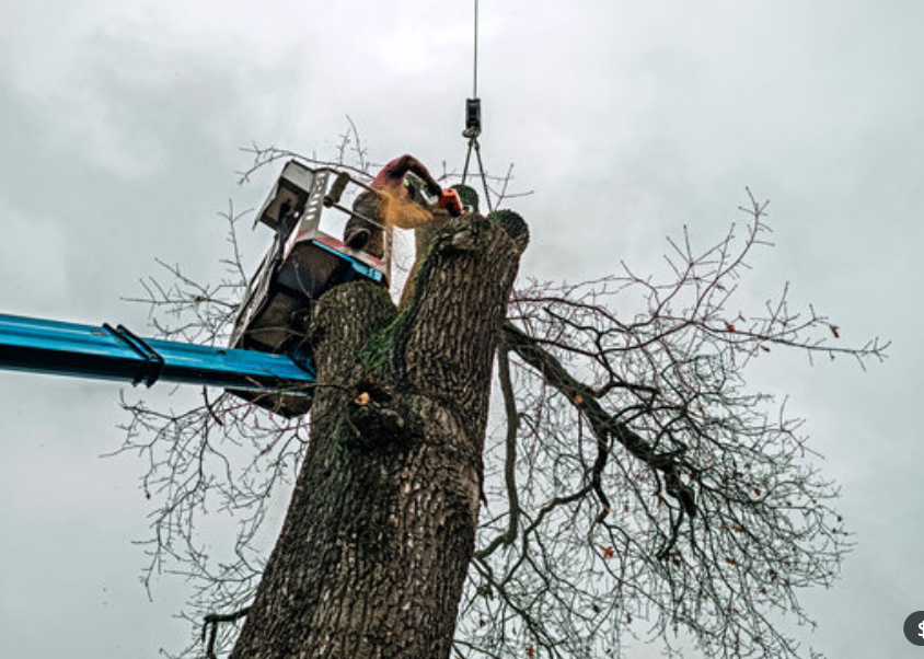 tree removal equipment