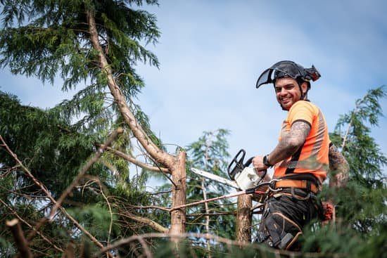 tree pruning by tree surgeon