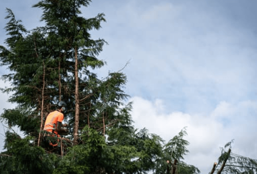 tree surgeon performing tree crown thinning