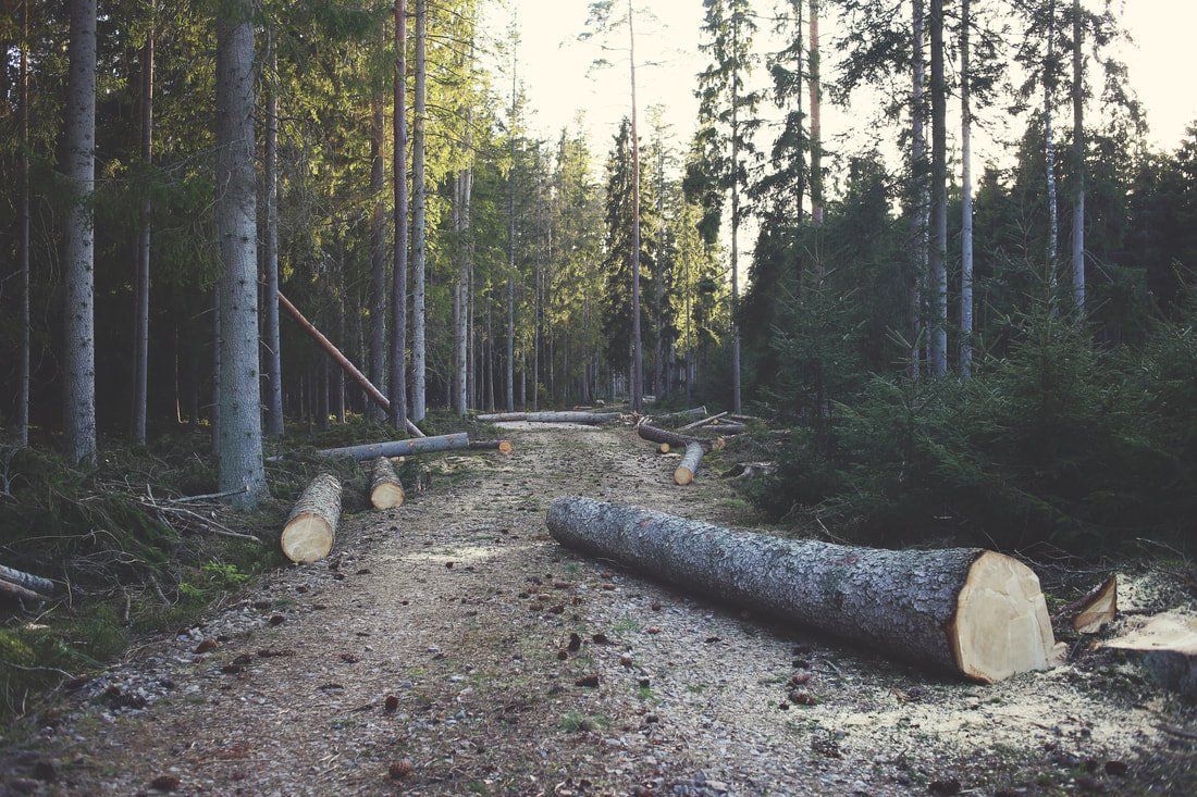 tree felling by tree surgeon nottingham area