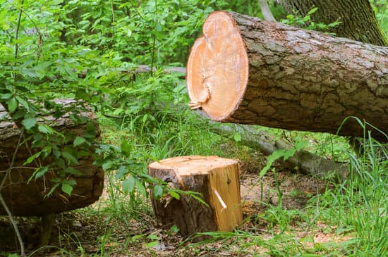 tree after sectional dismantling