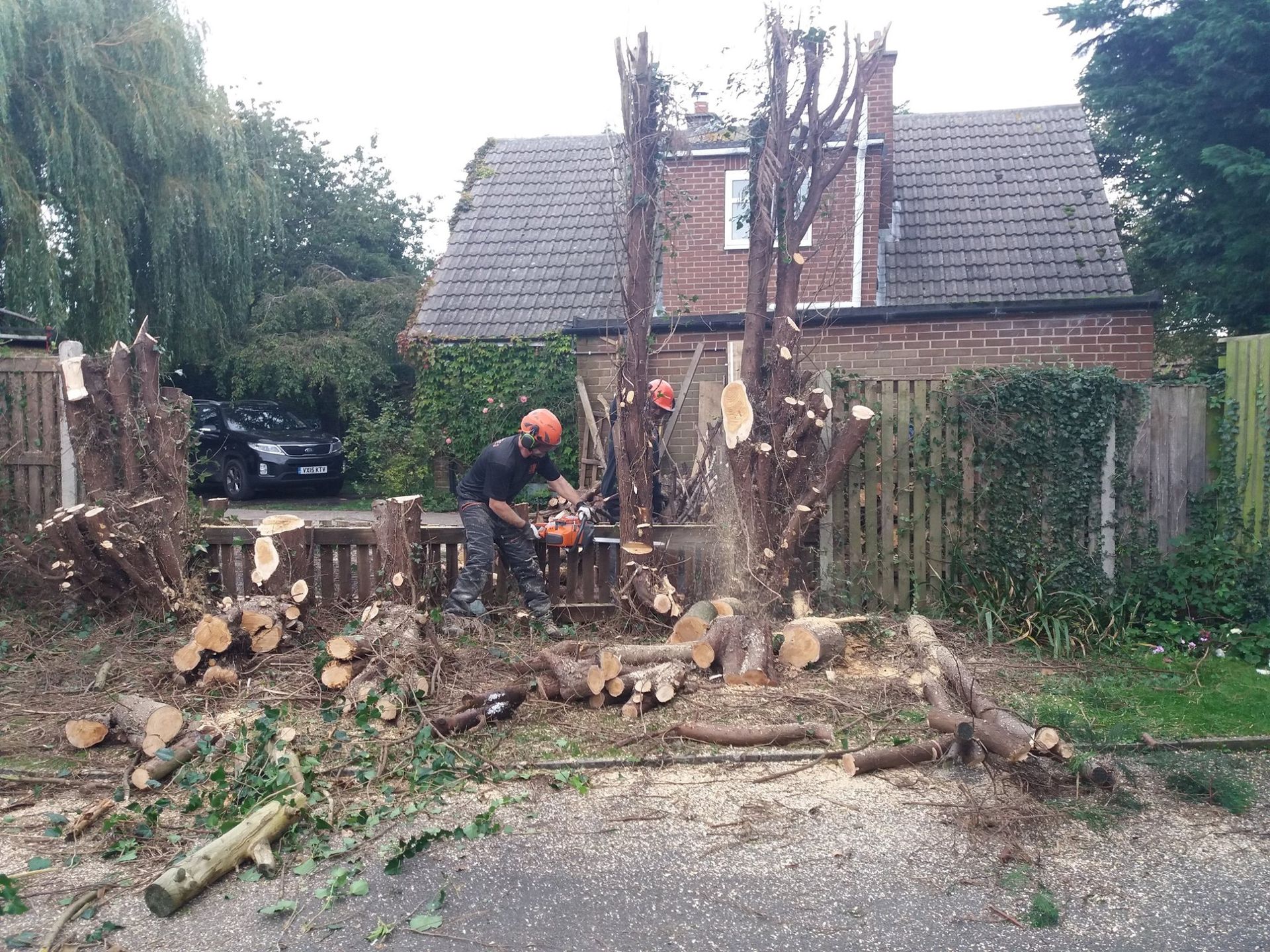 manual tree felling by tree surgeon
