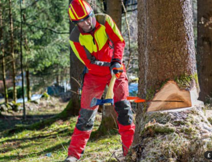 manual tree felling by tree surgeon
