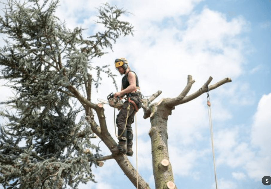 tree trimming service