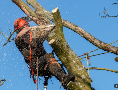 tree reduction in progress