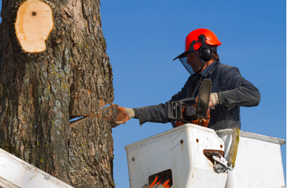 tree surgeon performing tree service