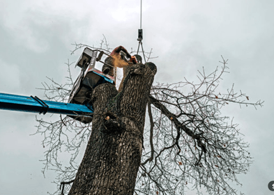 tree operation in west bridgford