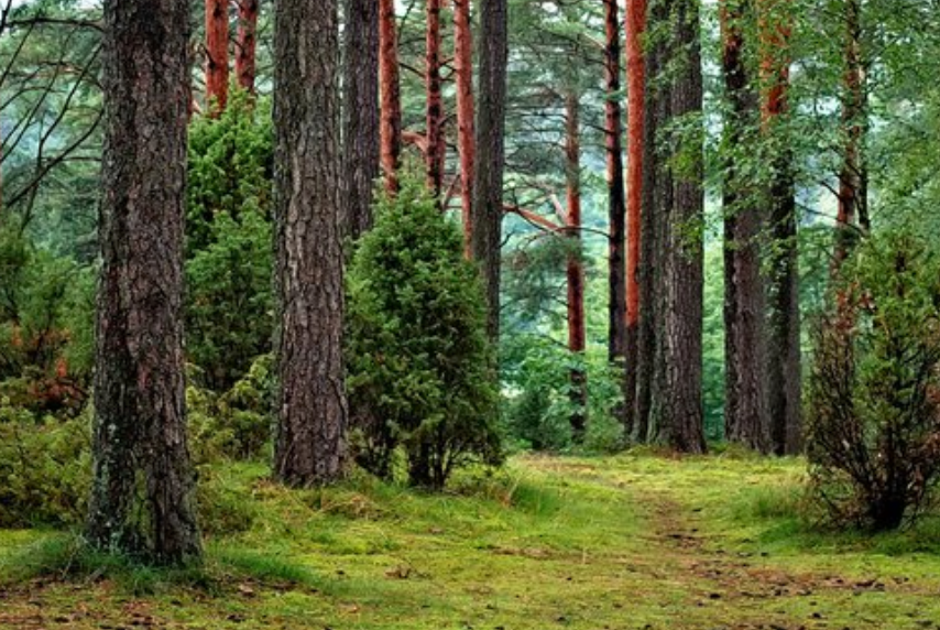 nottingham trees