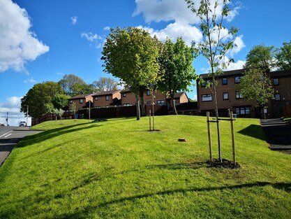 tree service planting in nottingham