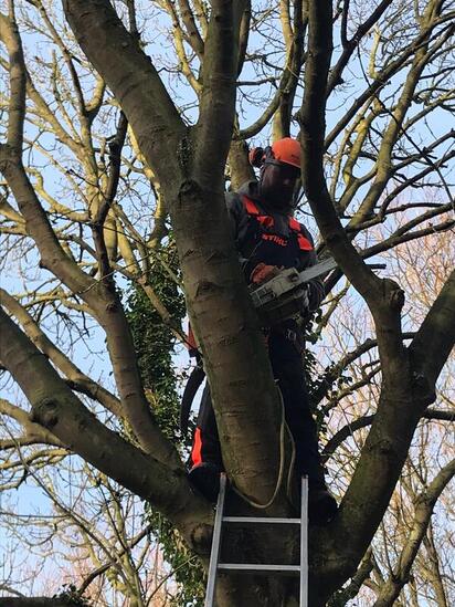 tree felling and tree cutting service in nottingham area