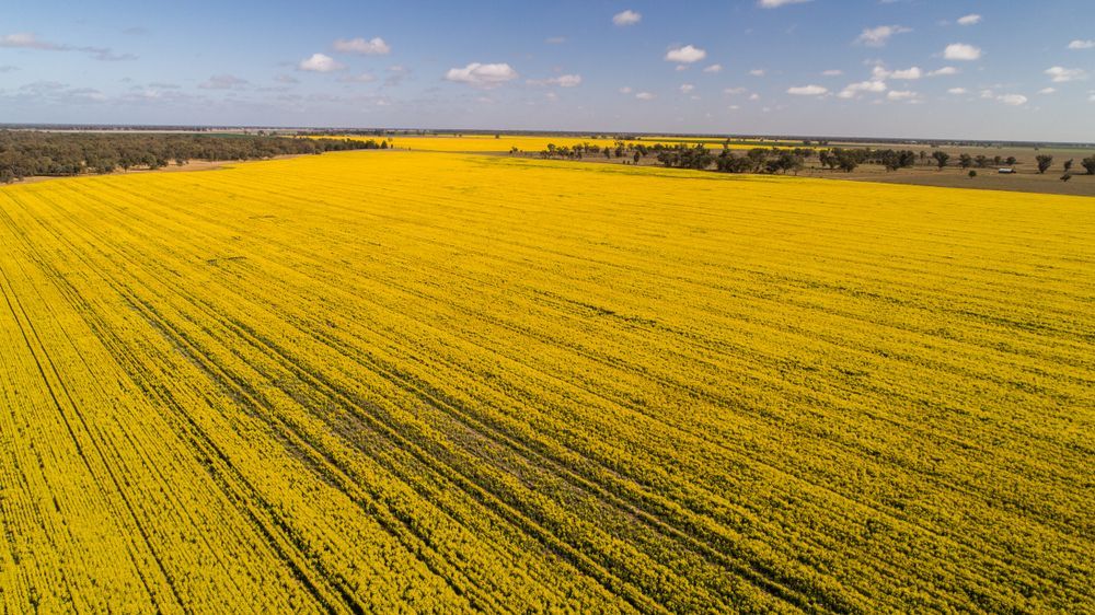 Aerial View Of Bright Yellow Canola Crops In Narromine — Towing Service In Narromine, NSW