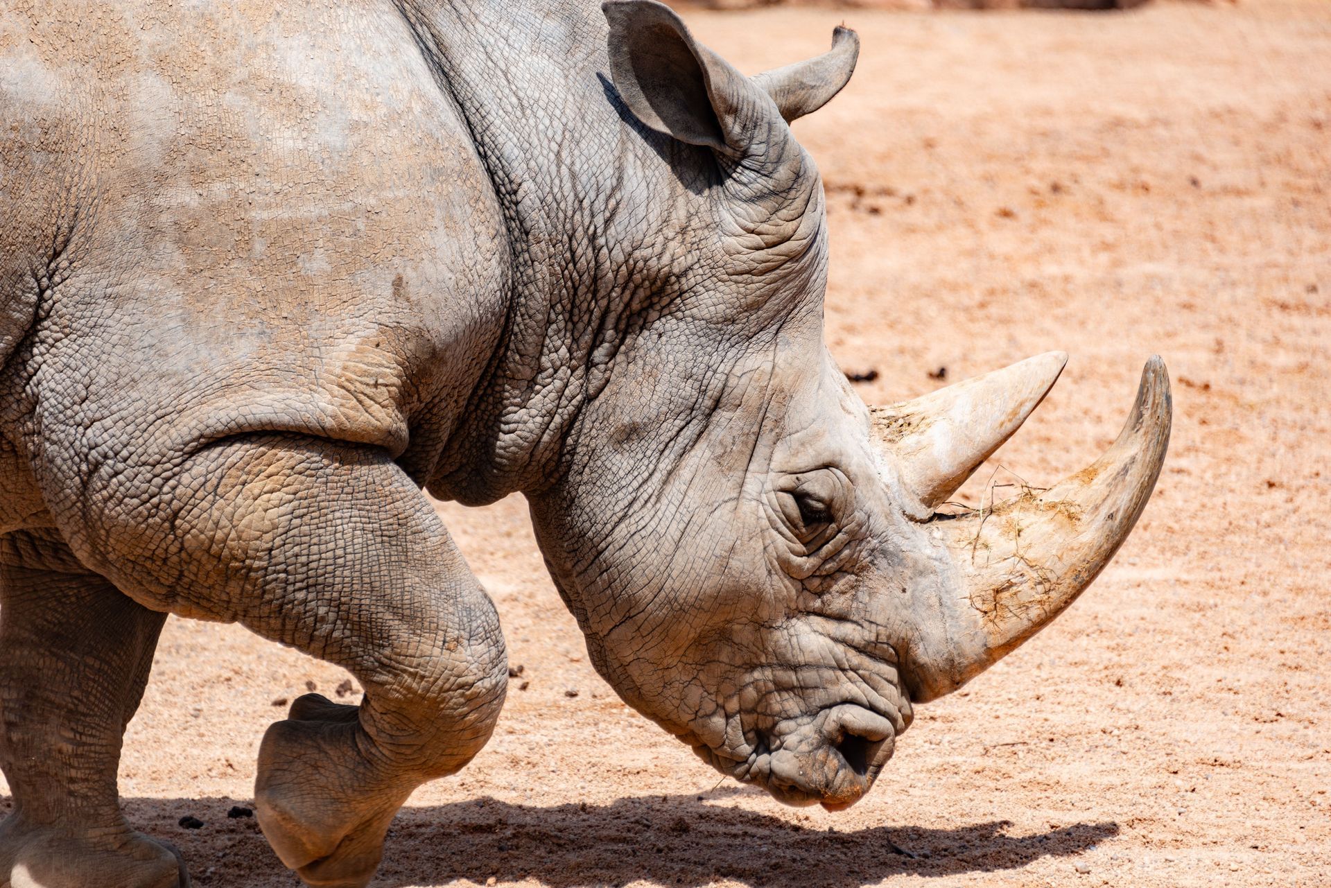 Donate for More Rhino Content