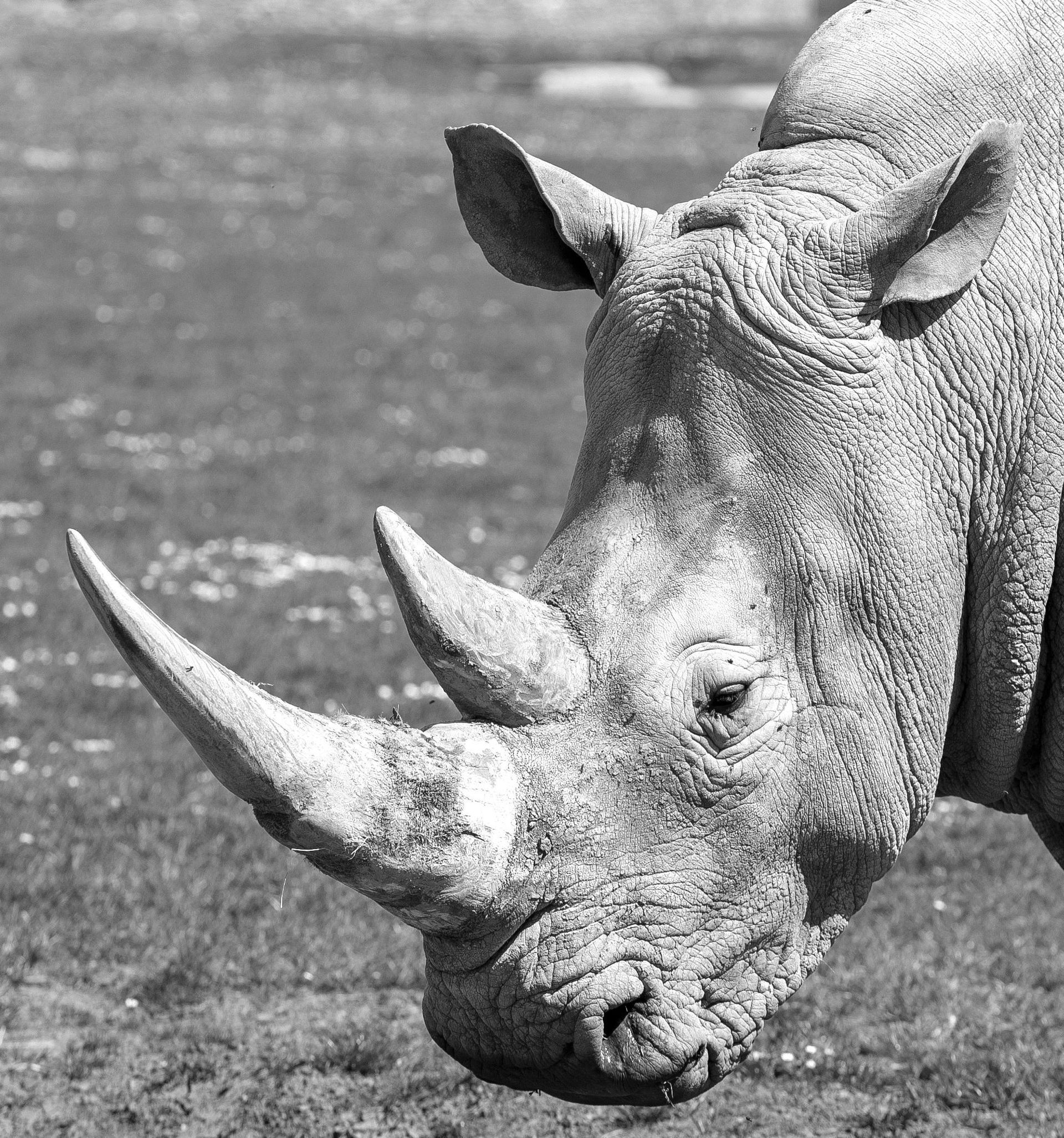 Peace meets the power of an aggressive animal and the strength of a human body part.