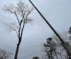 A large tree is being cut down by a crane.