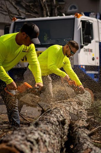 Two men are cutting a large log with chainsaws in front of a truck.