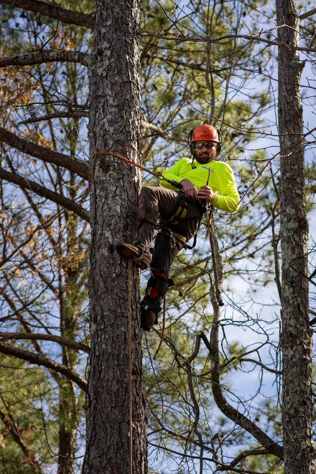 A man is climbing a tree with a chainsaw.