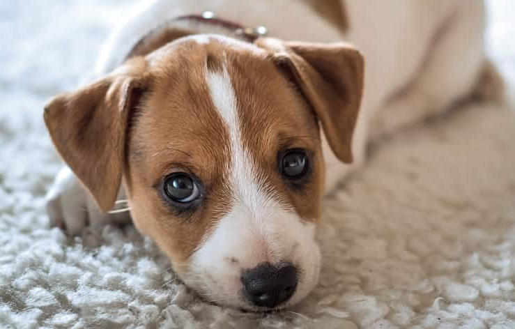 Pet on Carpet