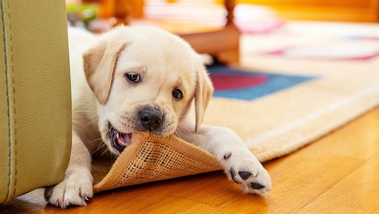 Pet on Carpet