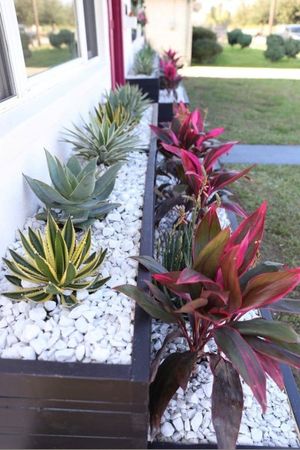 A row of plants in a planter on the side of a house.