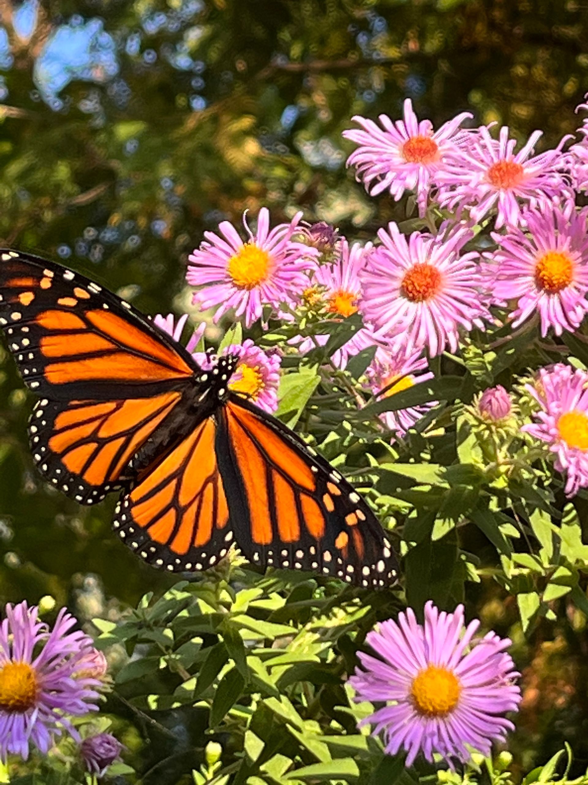Monarch butterfly resting on purple aster flowers