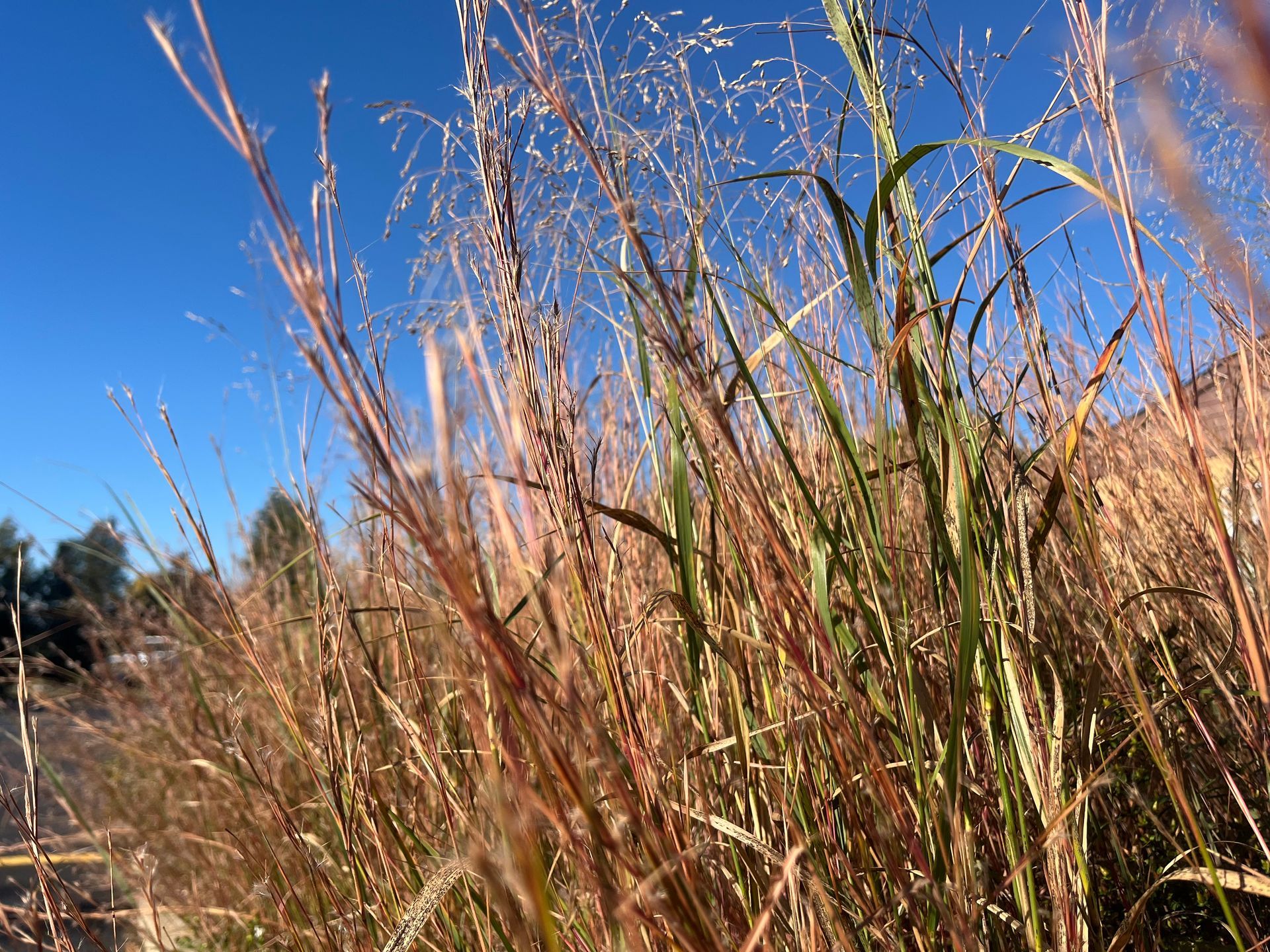 Little bluestem and switchgrass prairie grasses in fall color against a blue sky