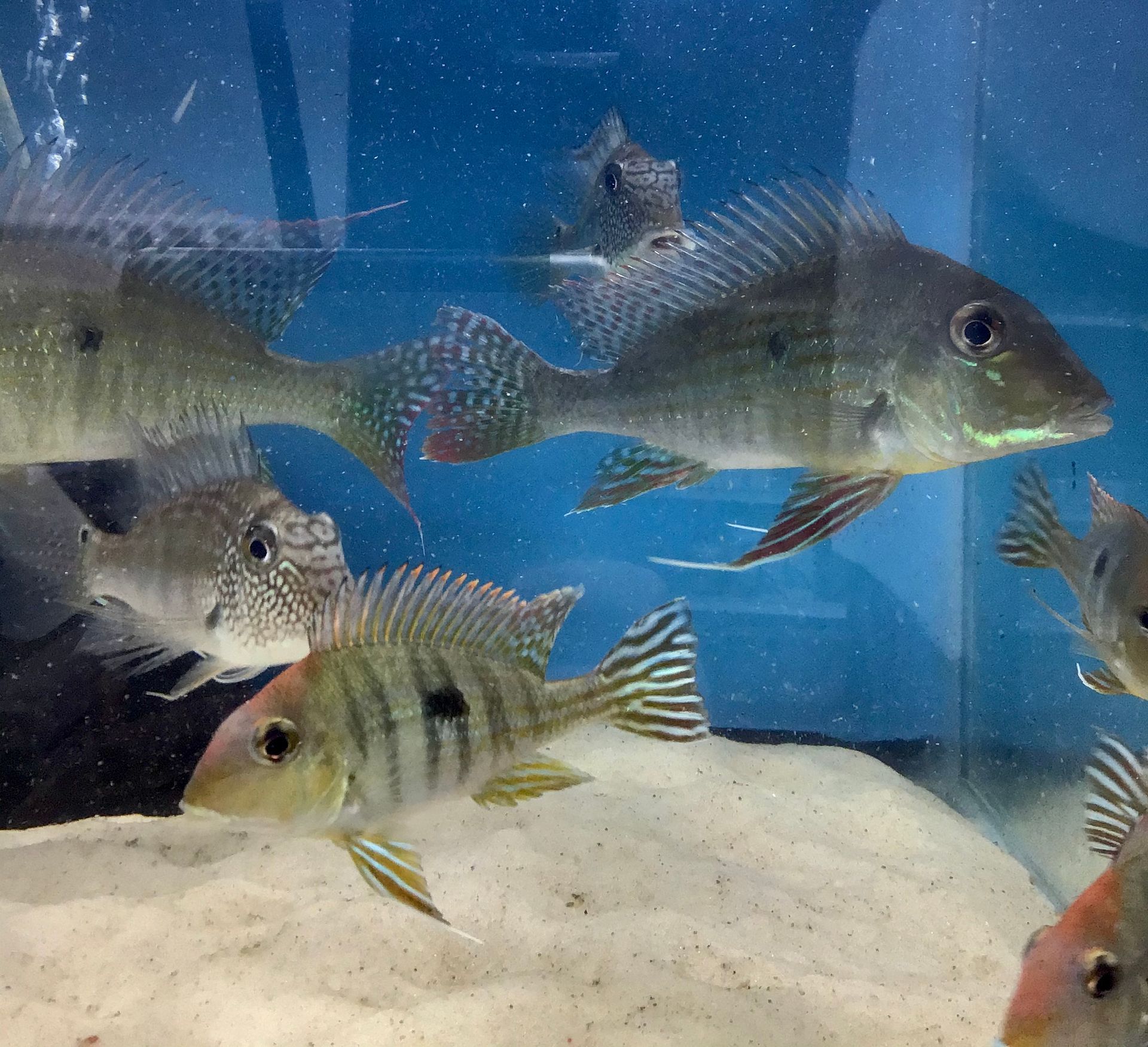 Group of fish in a fish tank, light brown with stripes and spots, swimming in front of a blue background.