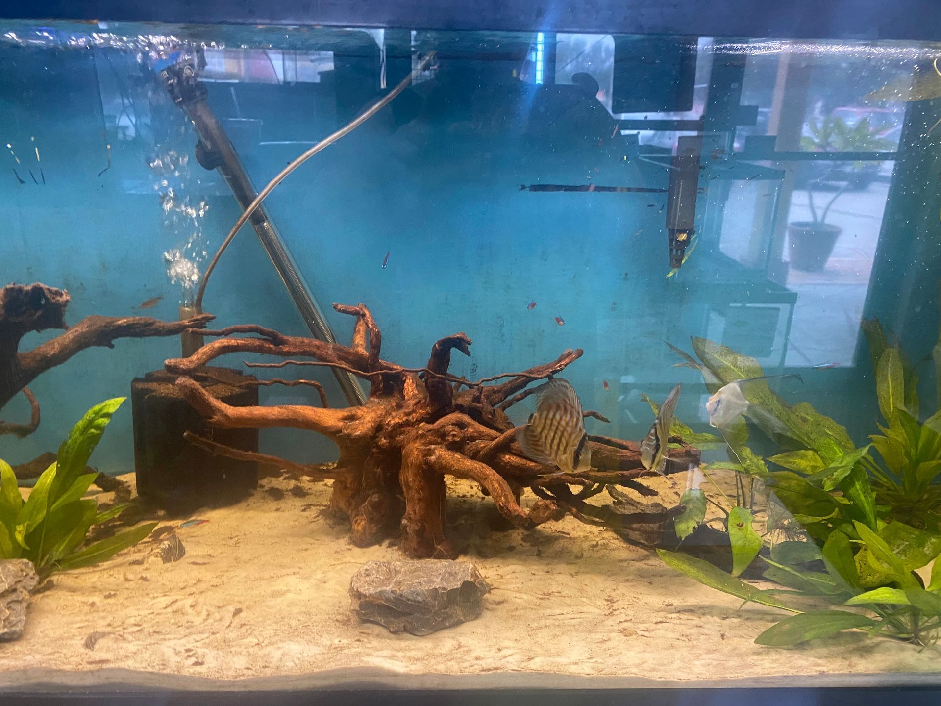 Aquarium with driftwood, plants, and sand. A discus fish is visible.