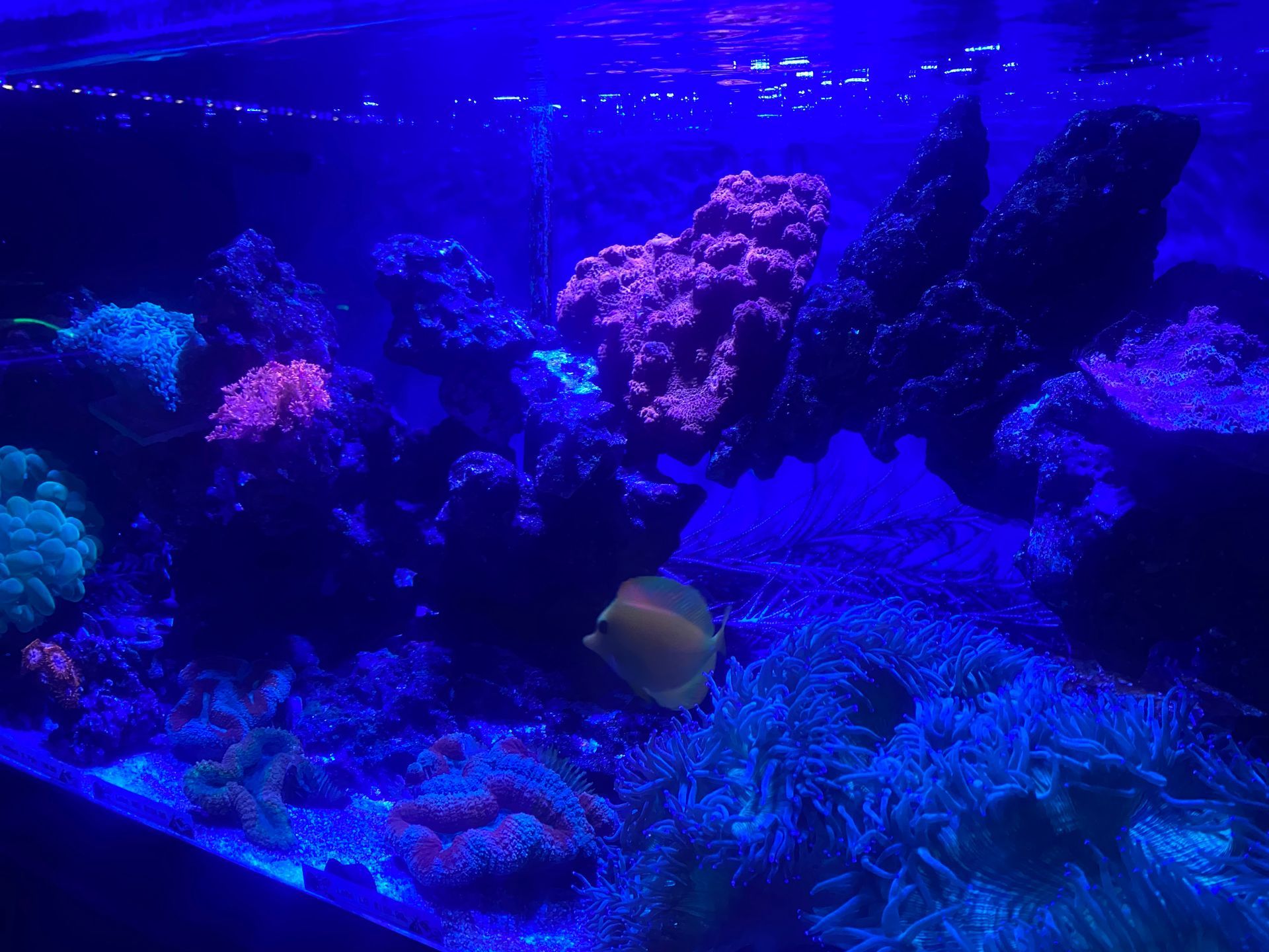 A brightly lit aquarium with colorful coral and a yellow fish swimming in blue water.
