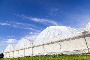 Serre bianche sotto un cielo azzurro accanto a un campo erboso