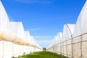 Serra a tunnel bianche che costeggiano un sentiero erboso sotto un cielo azzurro brillante
