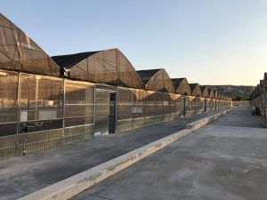 Una fila di serre recintate lungo un percorso industriale asfaltato, sotto la luce del giorno.