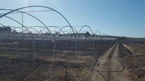 File di telai metallici per serre in un campo arido sotto un cielo azzurro e limpido, con un sentiero sterrato che le attraversa.