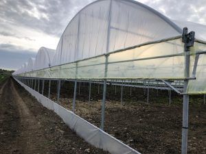 Serra a tunnel ricoperte di plastica, a lato di un sentiero sterrato, sotto un cielo nuvoloso.