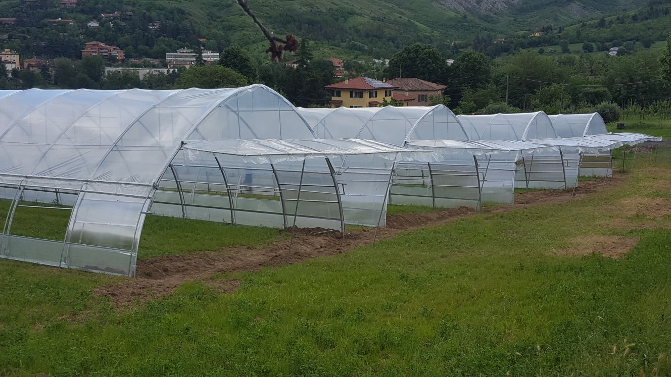 File di serre coperte da teli di plastica bianca in un campo erboso di campagna, con colline sullo sfondo.