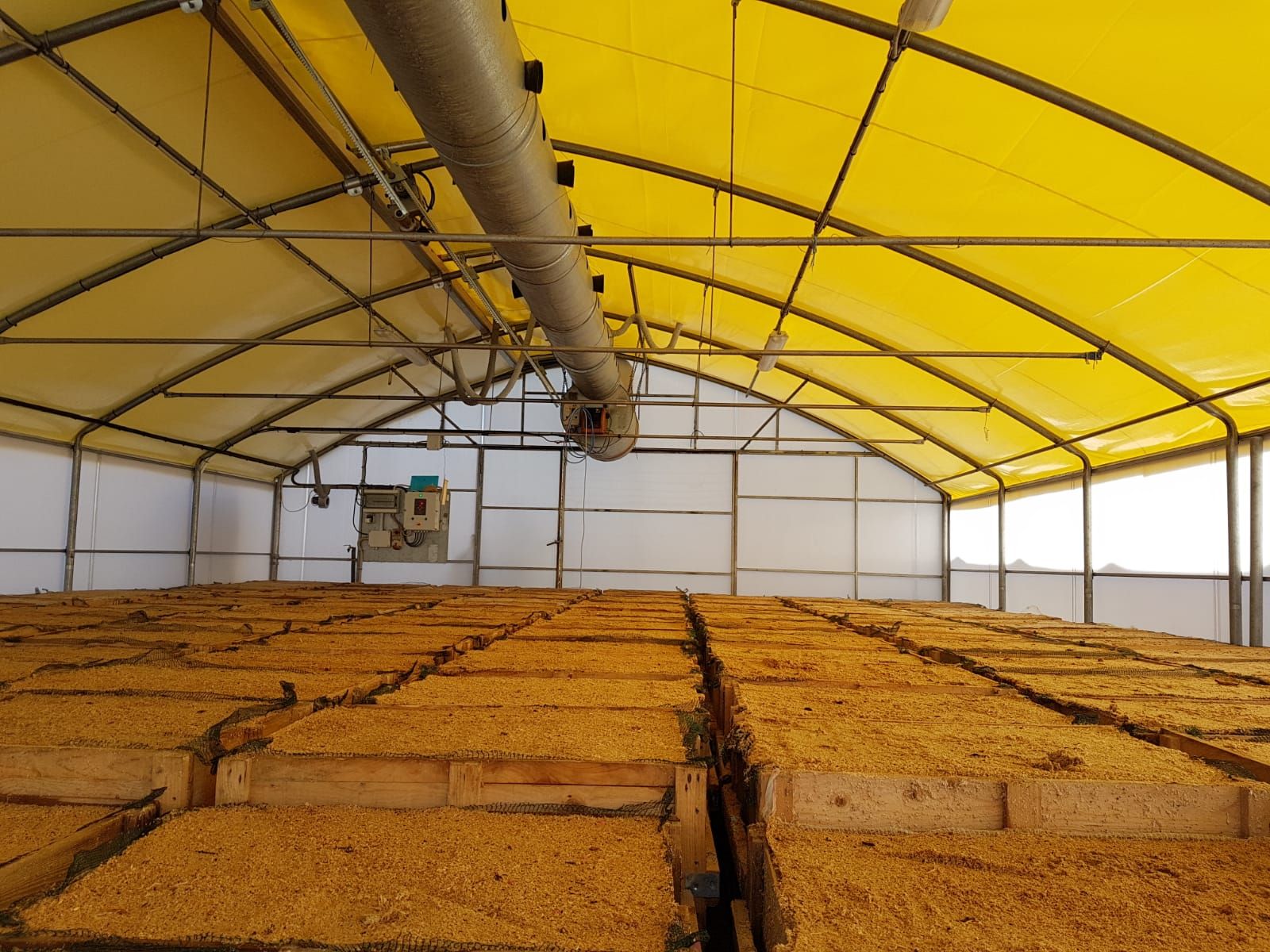 Magazzino dal tetto giallo con file impilate di prodotti agricoli in fase di essiccazione.