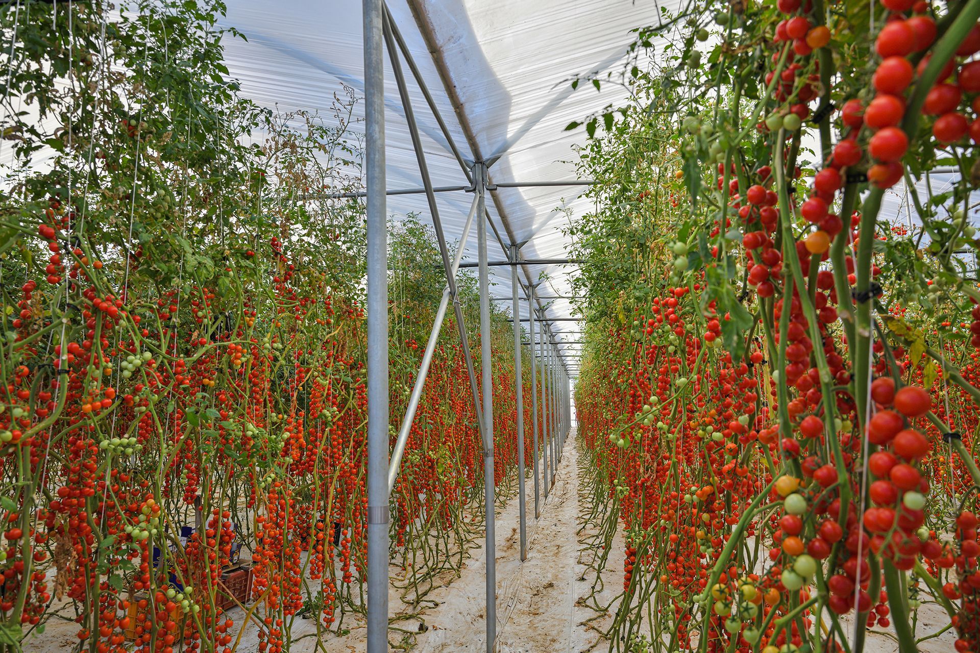 File di pomodori rossi maturi pendono lungo un corridoio di una serra, con sostegni bianchi e un sentiero di terra.