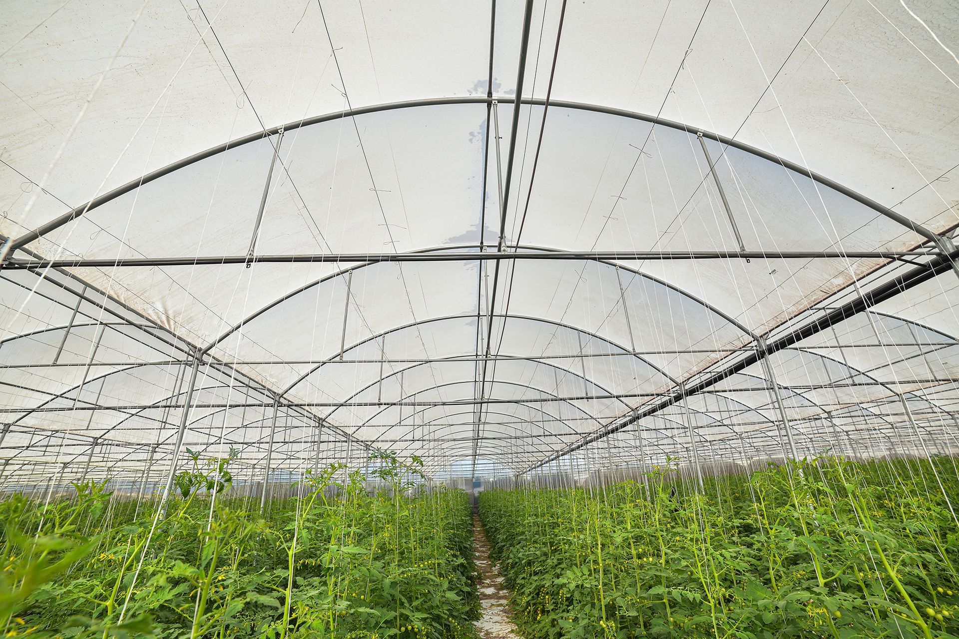 File di piante verdi che crescono all'interno di una serra a tunnel ricoperta di plastica.