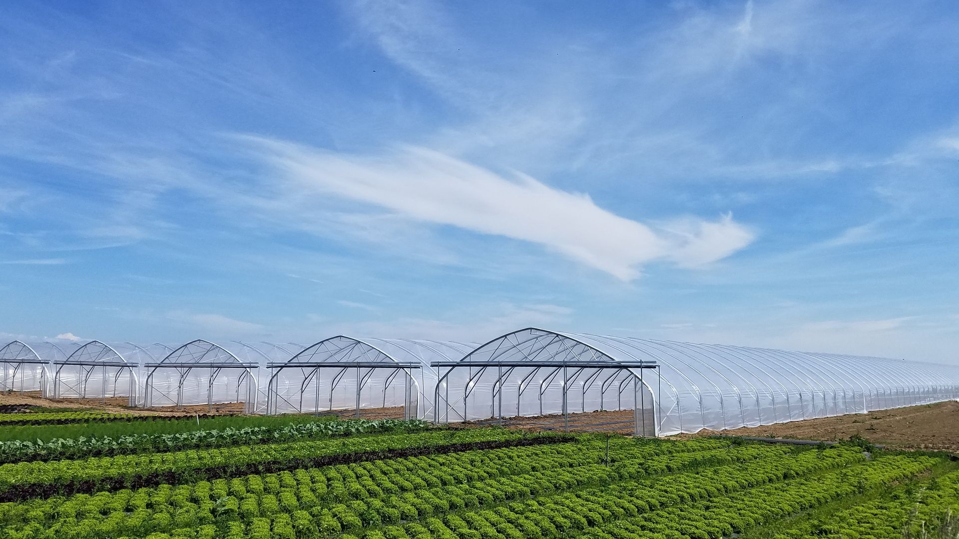File di serre coperte di plastica accanto a un campo coltivato verde sotto un cielo azzurro