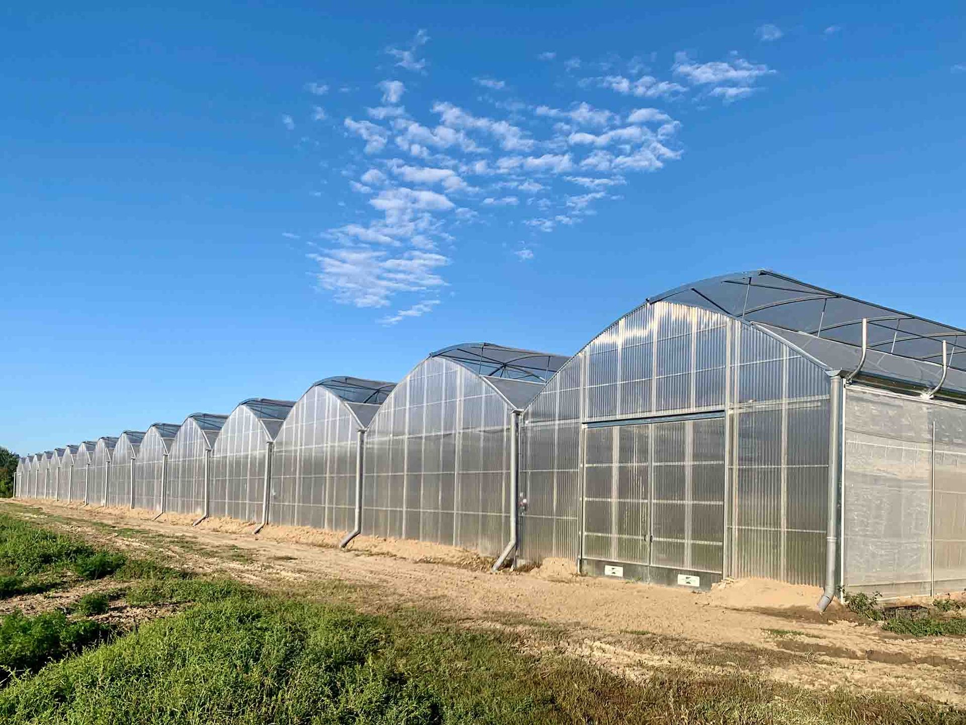Una lunga fila di tunnel serricoli traslucidi in un campo sotto un cielo azzurro brillante.