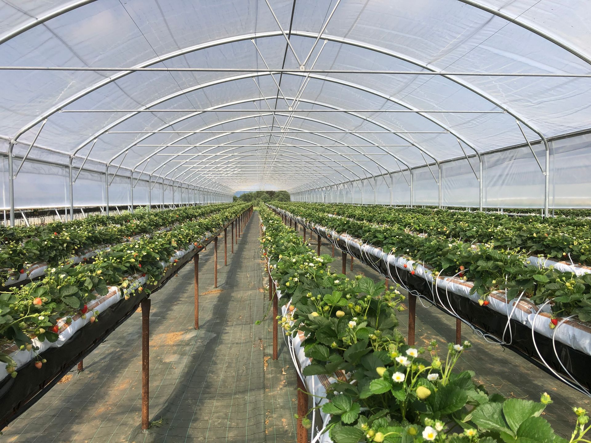File di piante di fragole all'interno di una grande serra coperta, con un passaggio centrale.