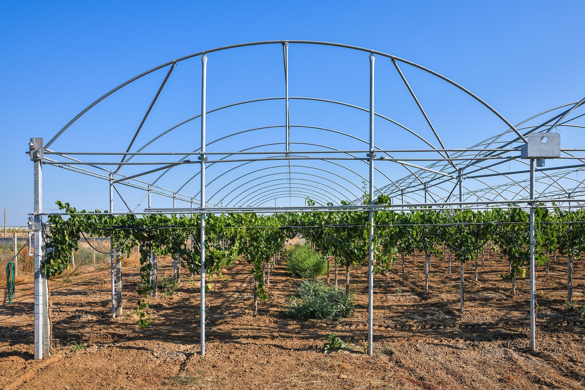 Un pergolato ad arco sopra filari di viti verdi in un campo arido sotto un cielo limpido