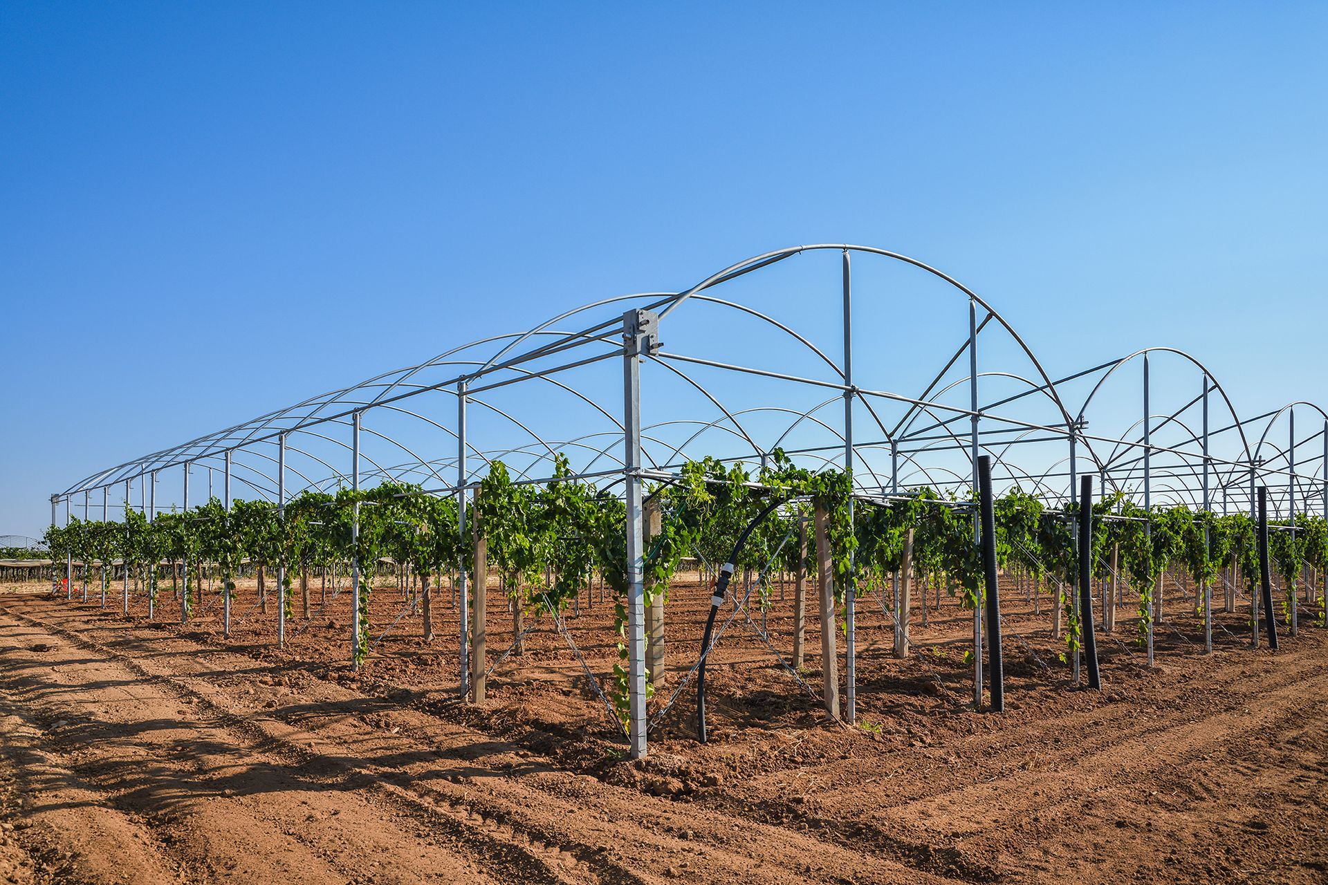 Filari di vigneti sotto archi di traliccio metallico in un campo arido sotto un cielo azzurro e limpido.