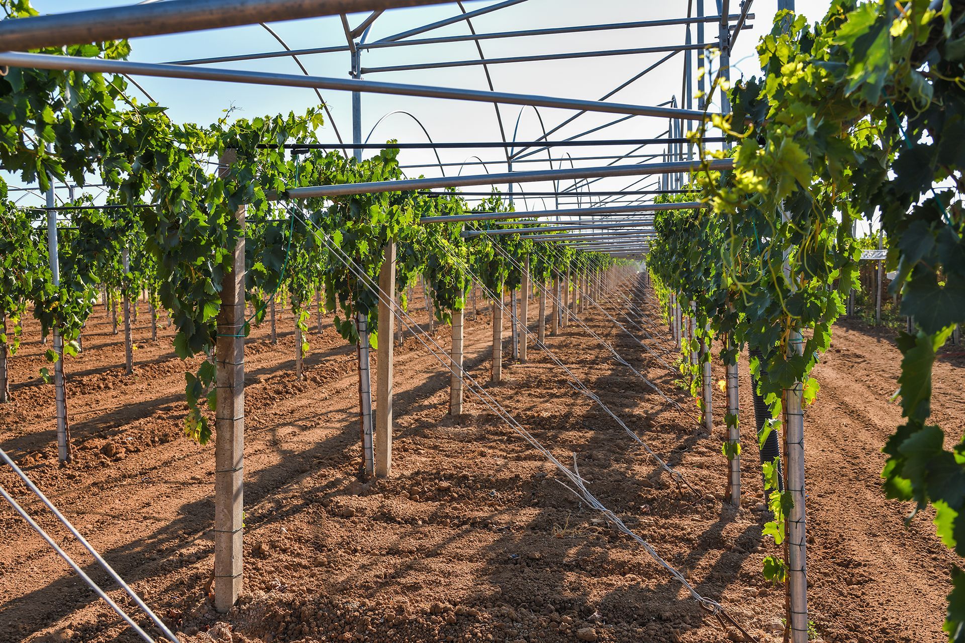 Filari di vigneti con viti su pergolati sotto un cielo azzurro e limpido.