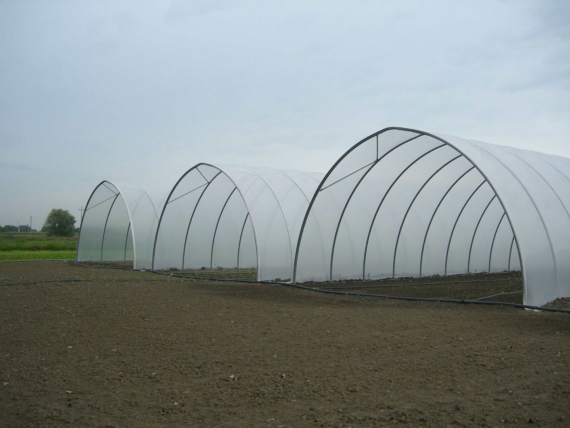Una fila di tunnel serricoli traslucidi in un campo fangoso sotto un cielo nuvoloso.