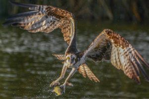 Photo by John Ehrenfeld