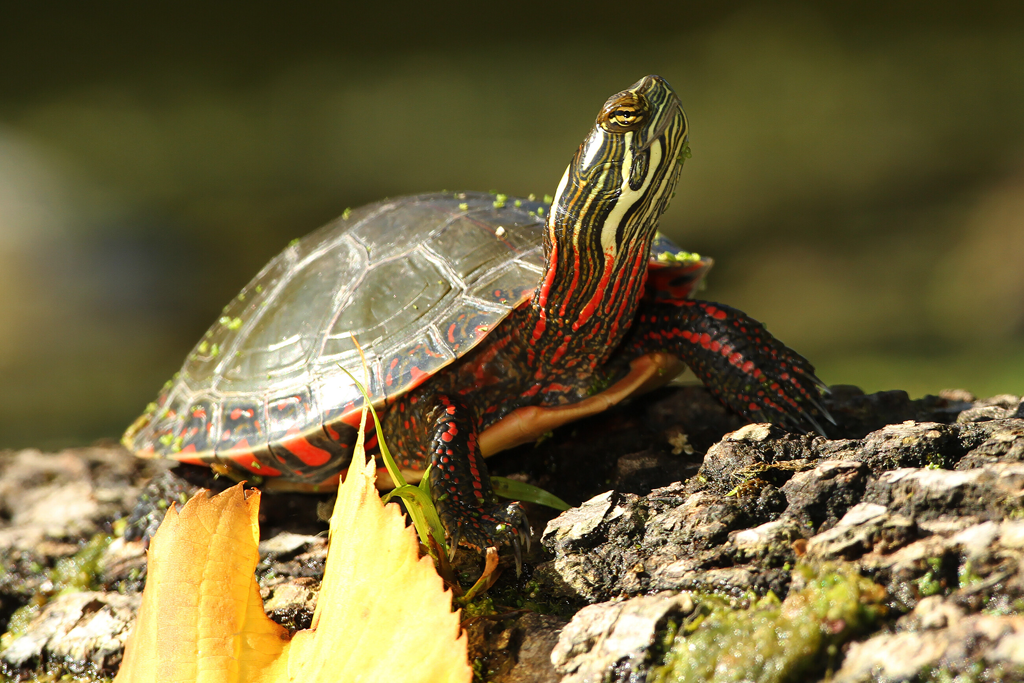 Freshwater Turtle