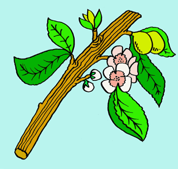 Aaron's Staff is Budding