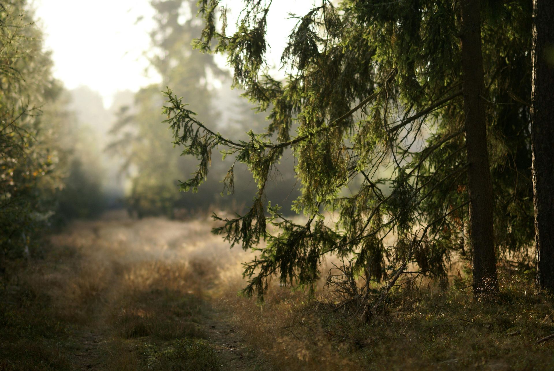 Sunlit forest clearing with tall trees, mist, and soft golden morning light