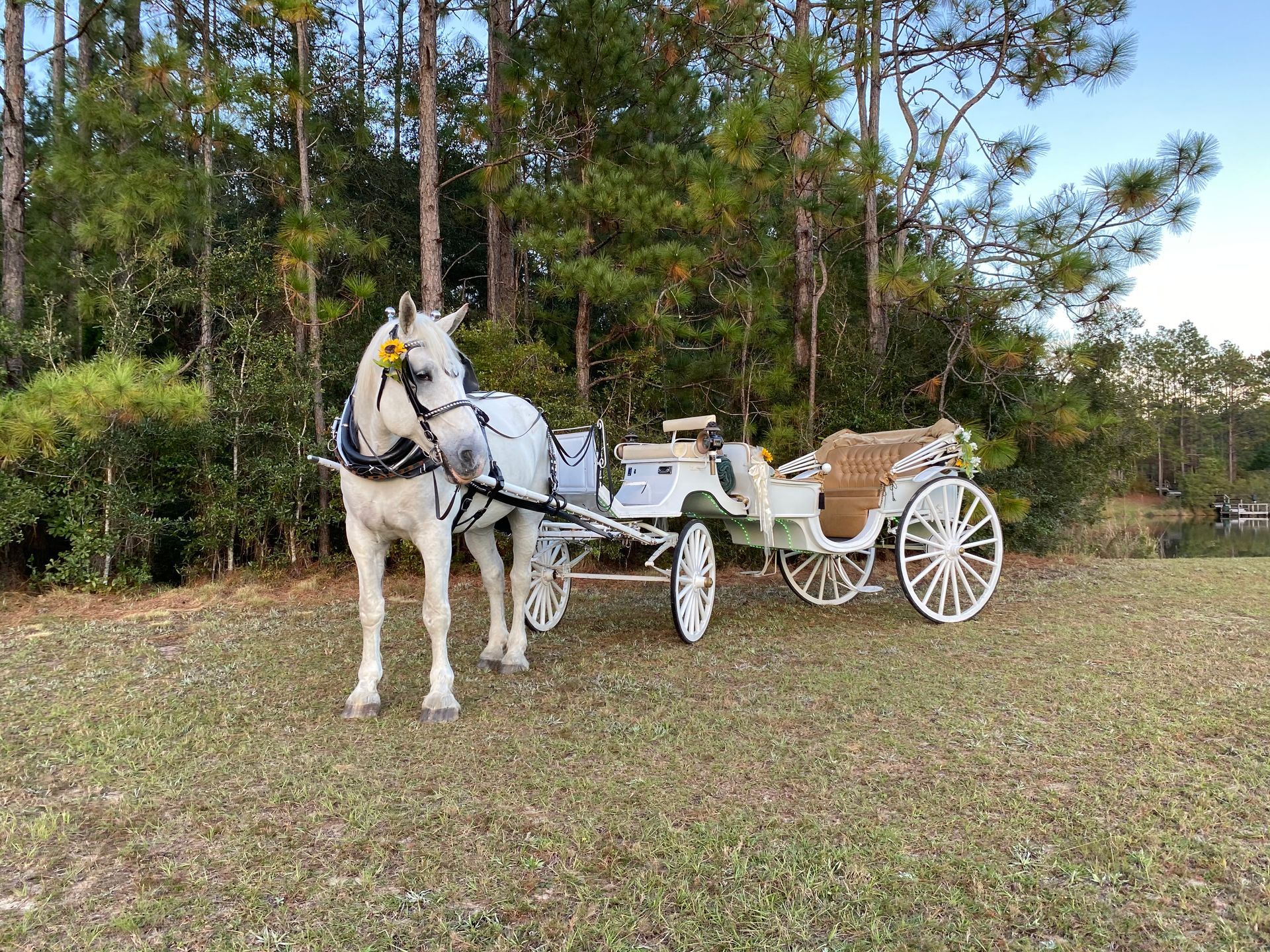 White horse pulling a white carriage on grass, with trees in the background