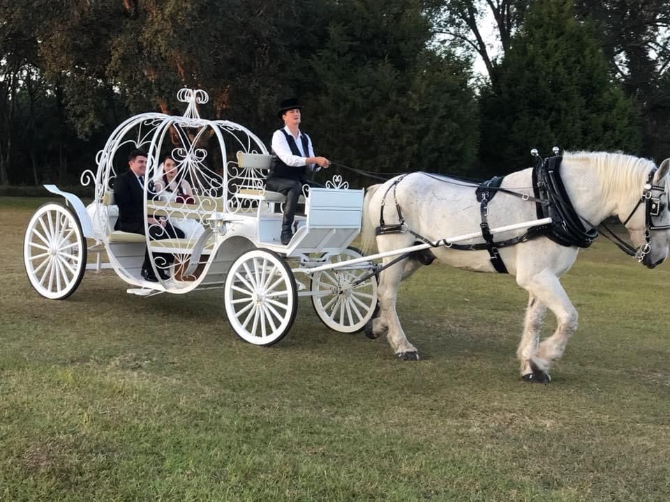 Horse-drawn carriage on a tree-lined street, with a driver and white horse in front of a black carriage.